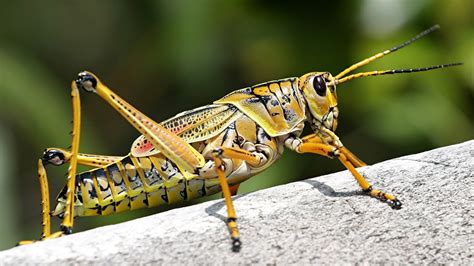 grasshopper giant|More.